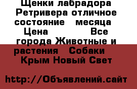 Щенки лабрадора Ретривера отличное состояние 2 месяца › Цена ­ 30 000 - Все города Животные и растения » Собаки   . Крым,Новый Свет